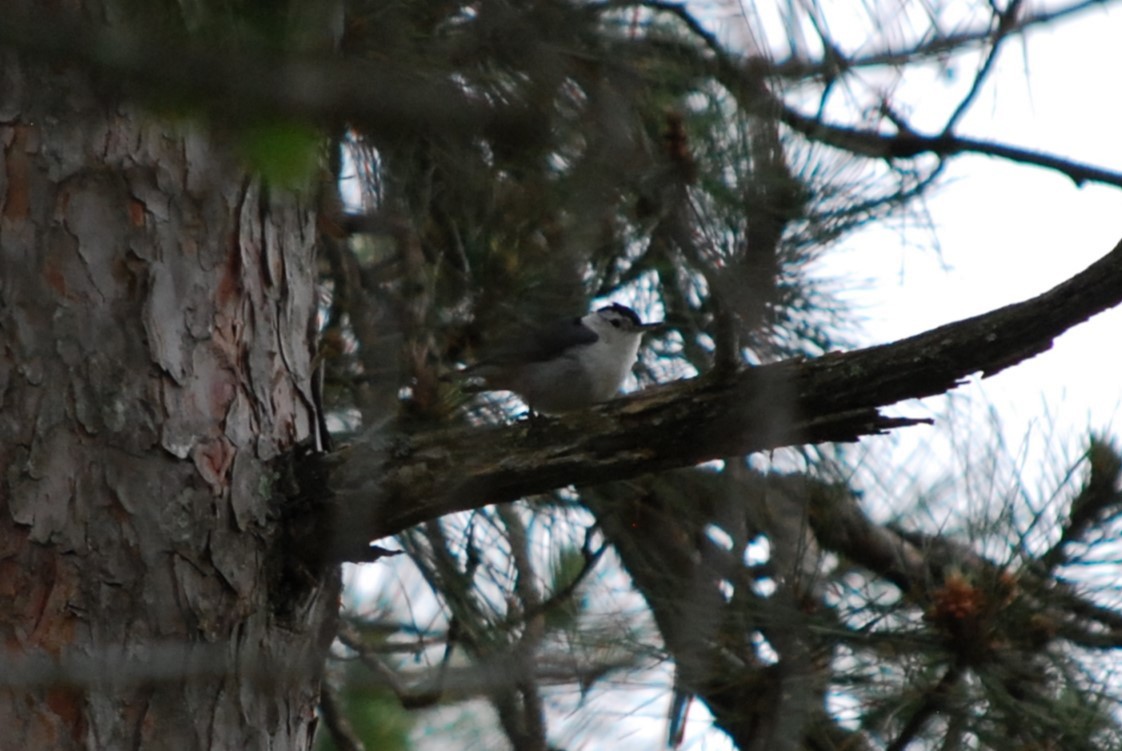 White-breasted Nuthatch - ML636878331