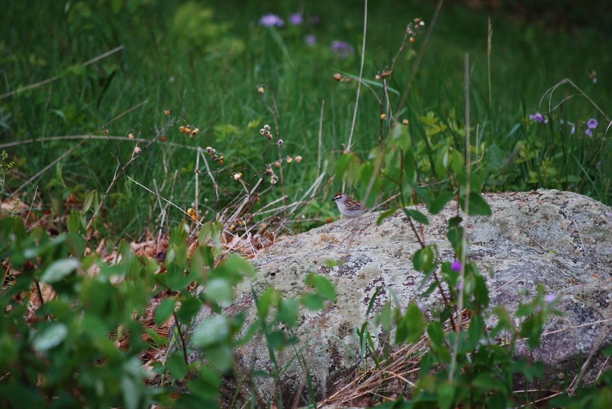 Chipping Sparrow - ML636878344