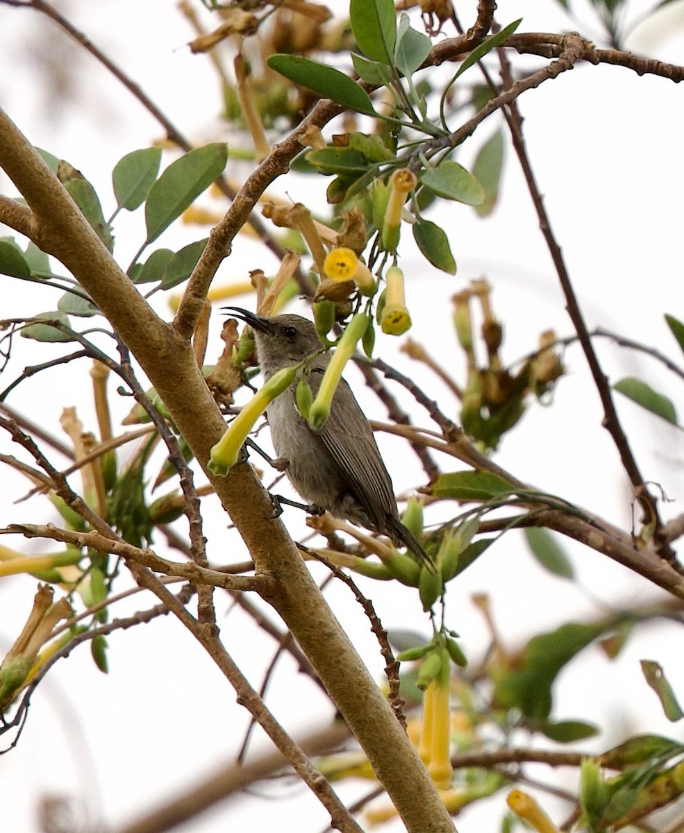 Palestine Sunbird - ML636878345