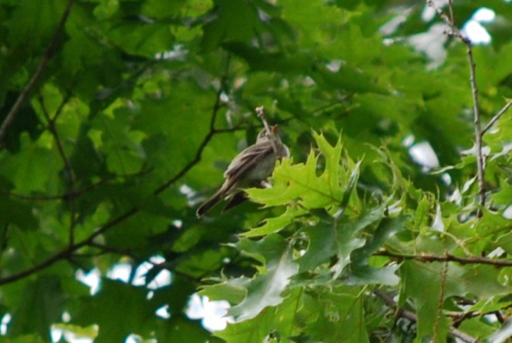 Eastern Wood-Pewee - ML636878367