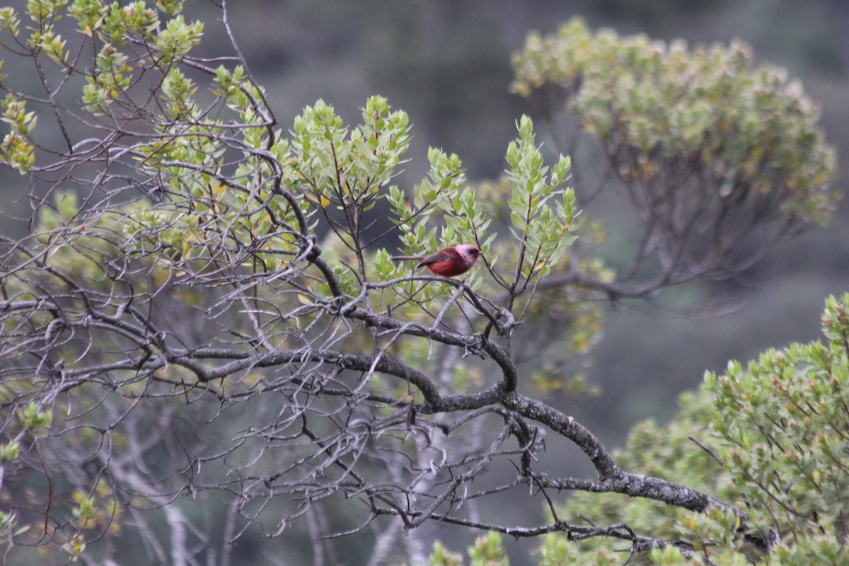 Pink-headed Warbler - ML636878389