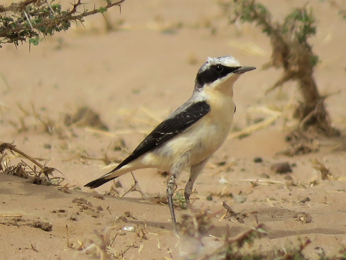 Northern Wheatear (Eurasian) - ML636878399