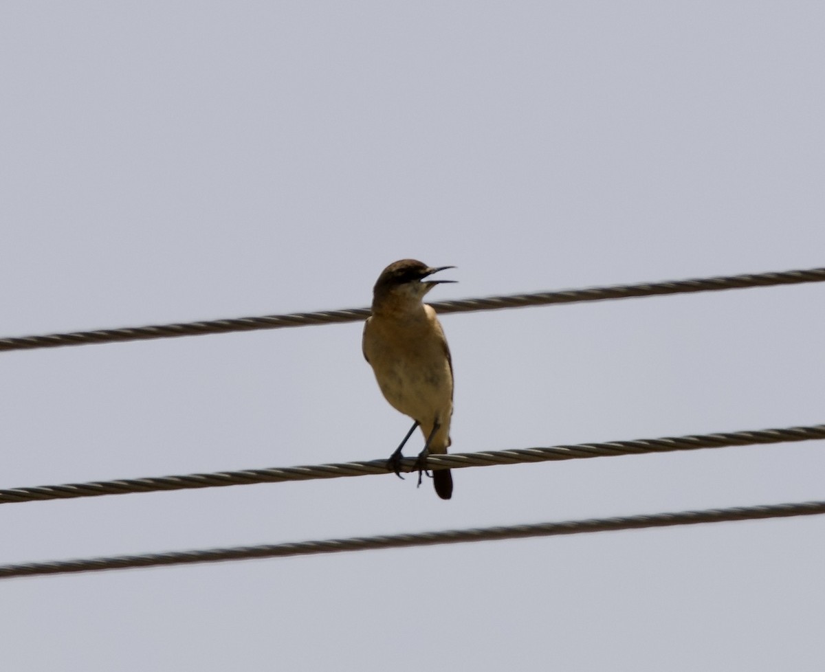 Buff-breasted Wheatear - ML636878442