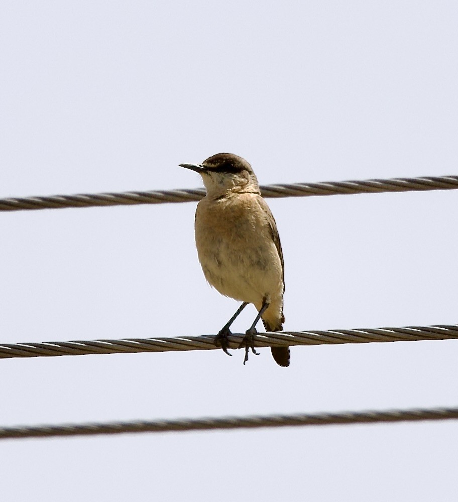 Buff-breasted Wheatear - ML636878443