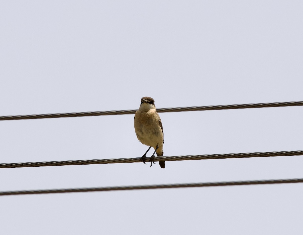Buff-breasted Wheatear - ML636878444