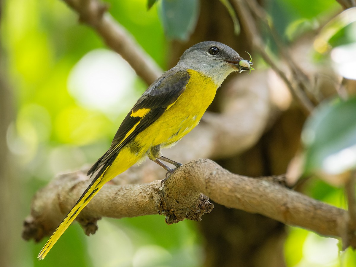 Minivet Gorjigrís - ML636878446