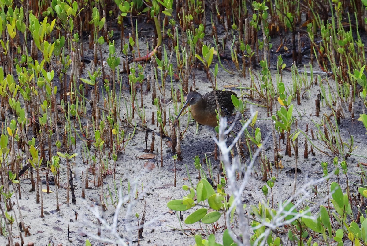 Clapper Rail - ML636878461