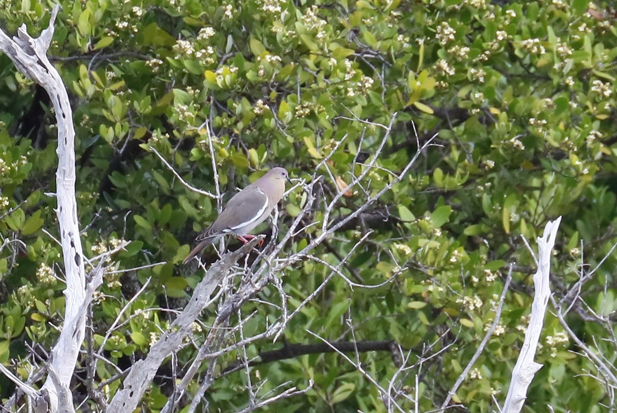 White-winged Dove - ML636878470