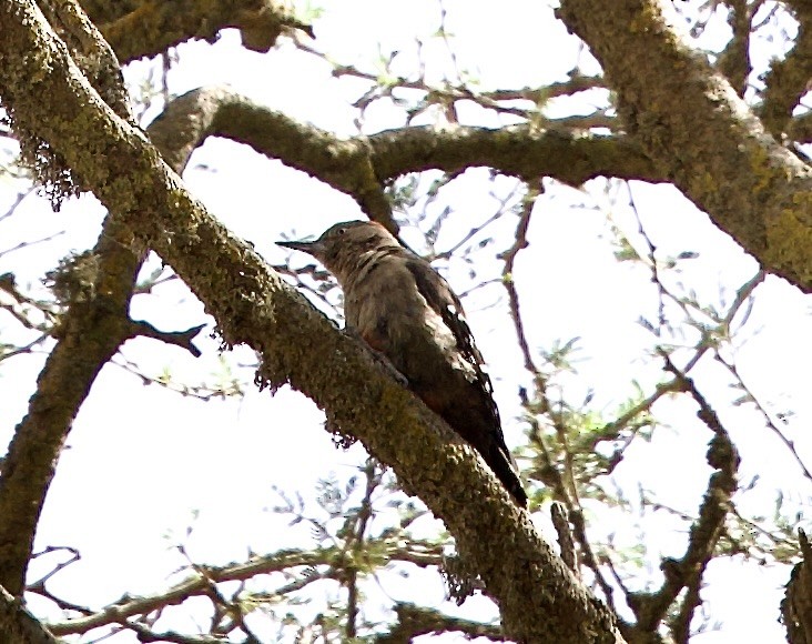 Arabian Woodpecker - ML636878504