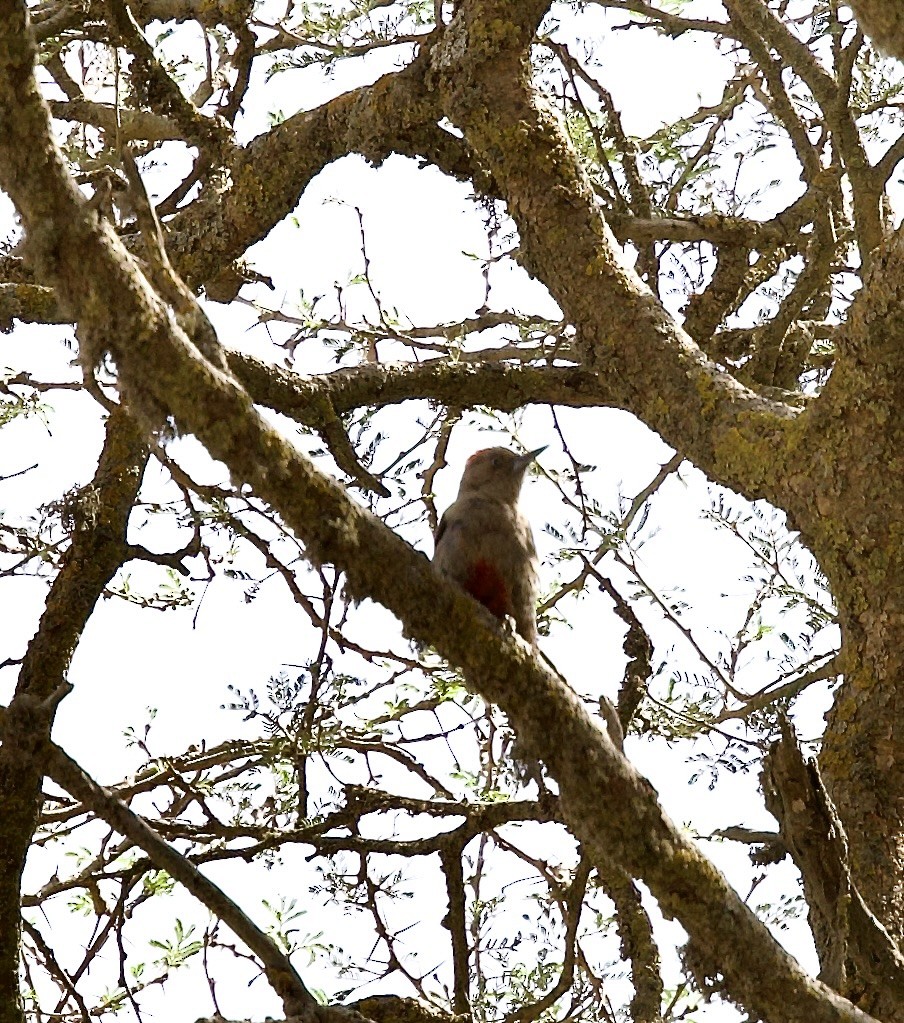 Arabian Woodpecker - ML636878505