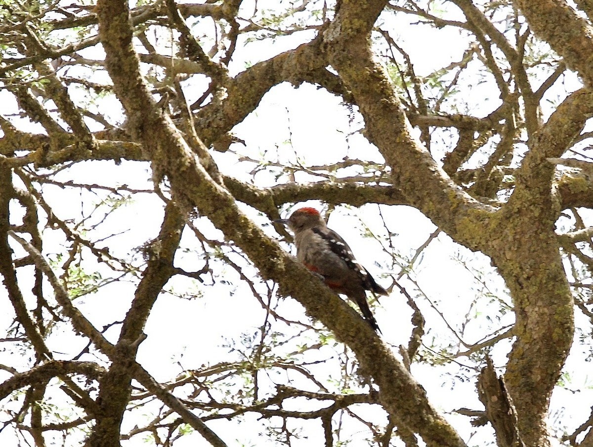 Arabian Woodpecker - ML636878506