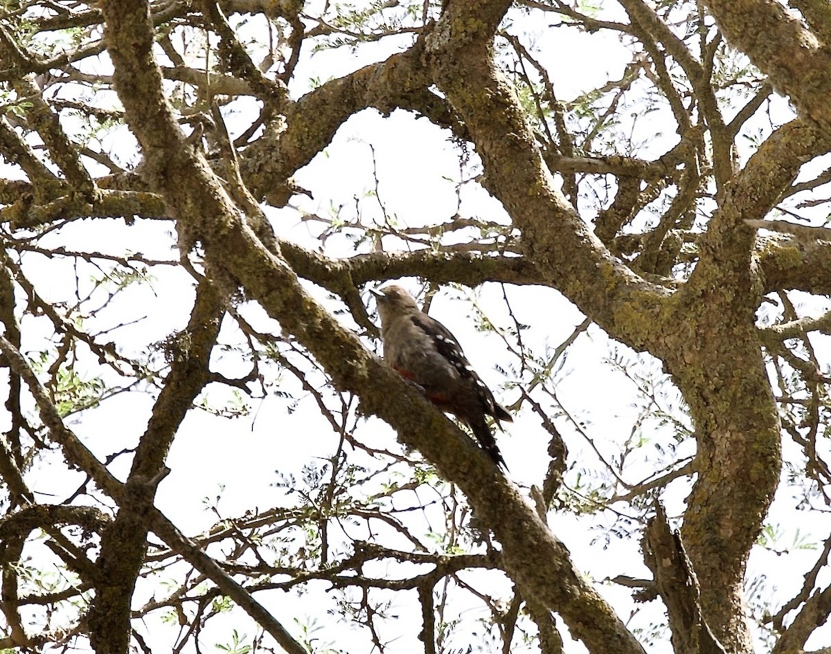 Arabian Woodpecker - ML636878507