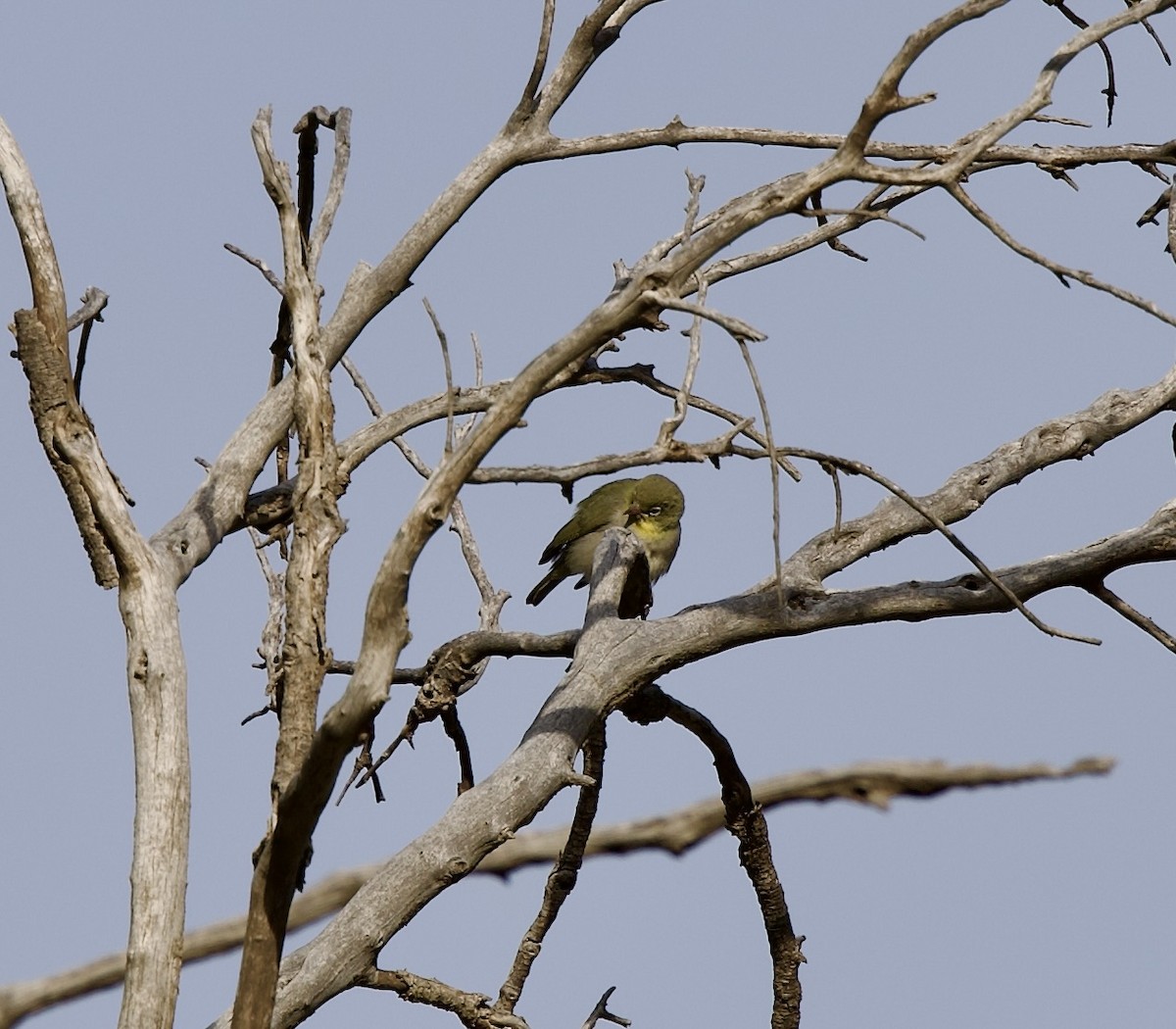 Abyssinian White-eye - ML636878579