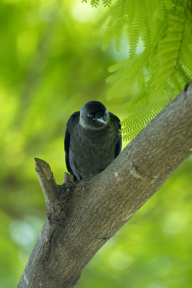 Eurasian Jackdaw - ML636878601