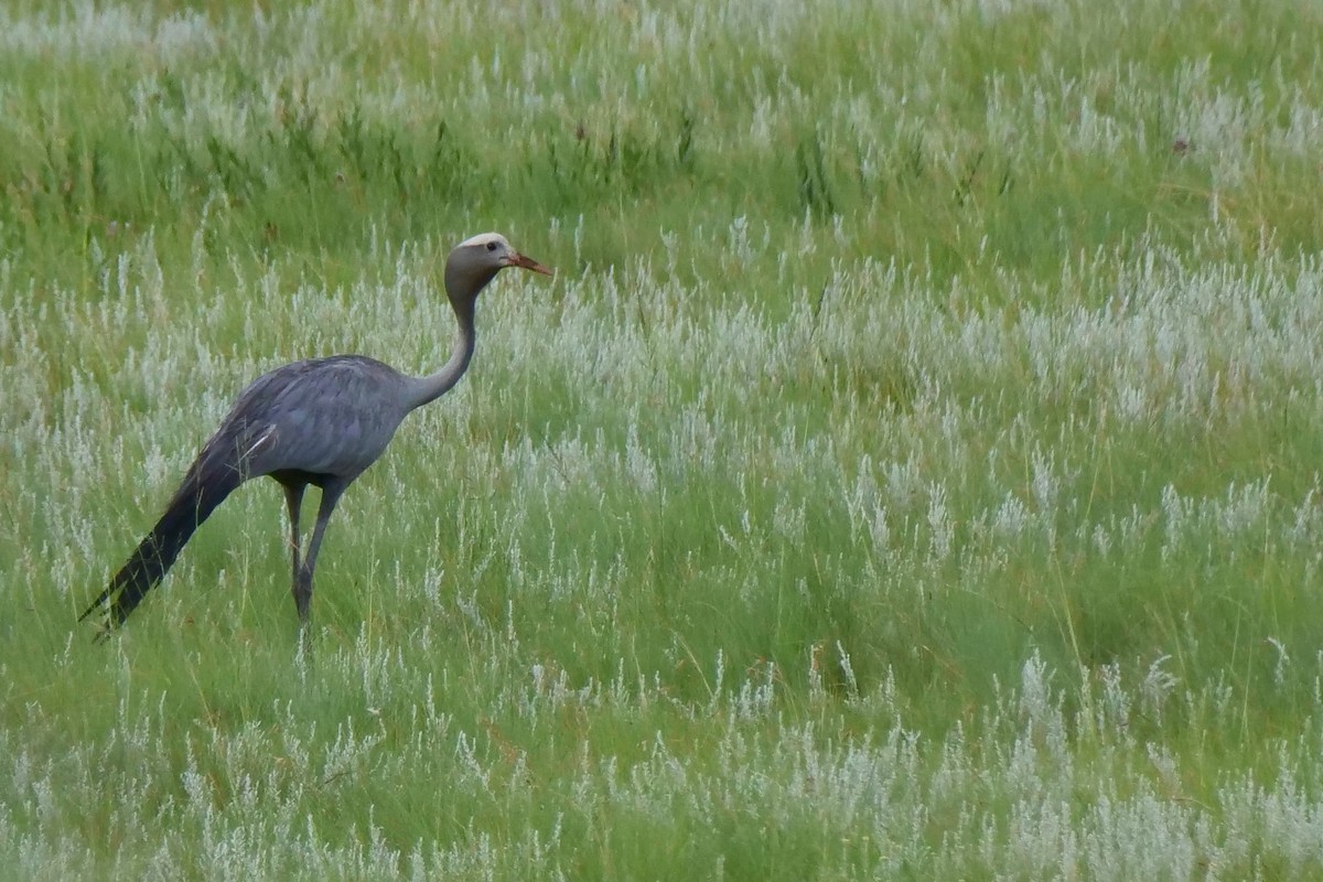 Blue Crane - ML636878700