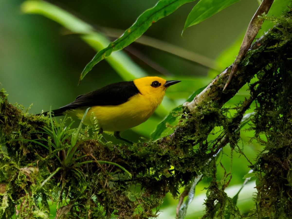 Black-and-yellow Tanager - ML636878710