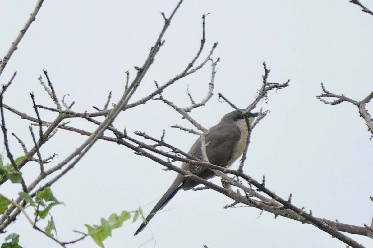 Dark-billed Cuckoo - ML636878752