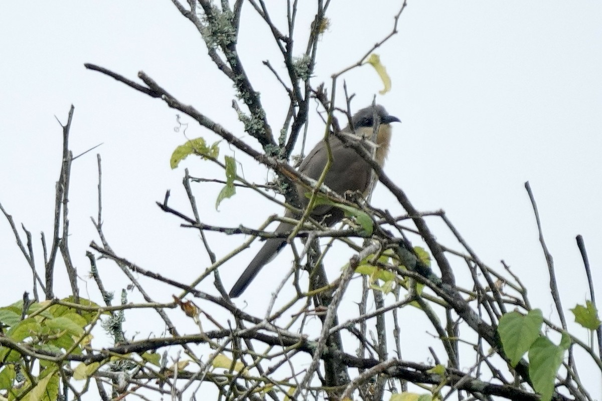 Dark-billed Cuckoo - ML636878753