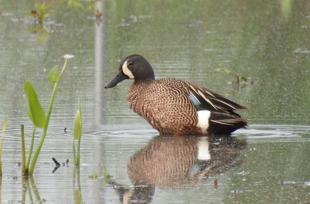 Sarcelle à ailes bleues - ML636878783