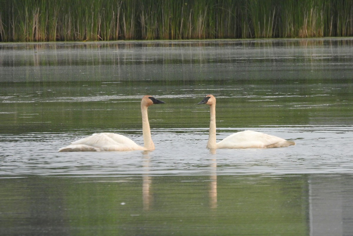 Cygne trompette - ML636878804