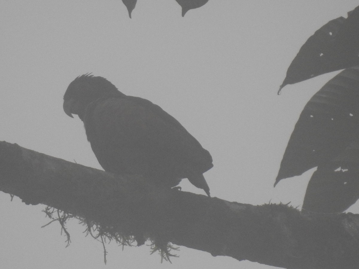 Bronze-winged Parrot - ML636878842
