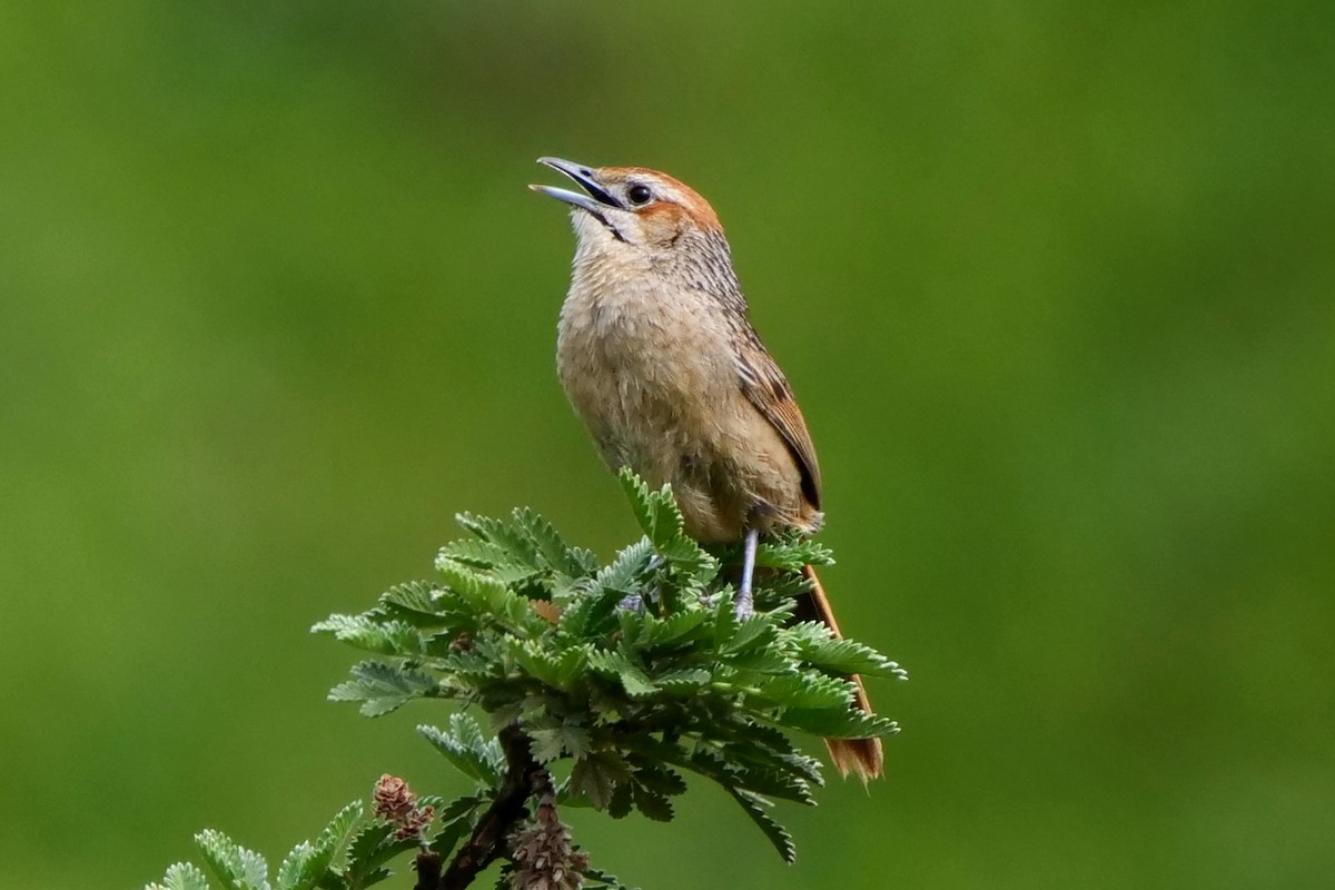Cape Grassbird - ML636878845