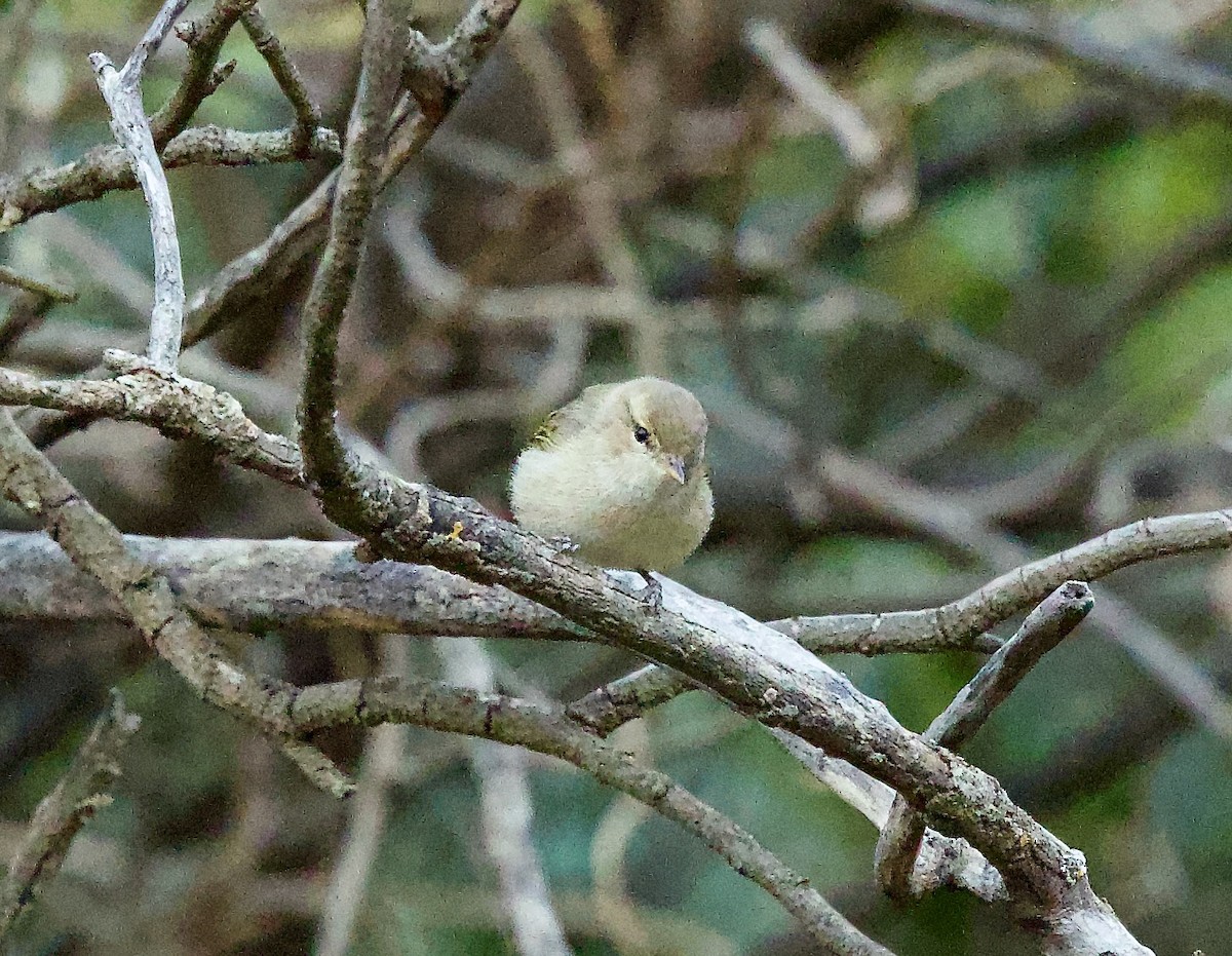 Brown Woodland-Warbler - ML636878861