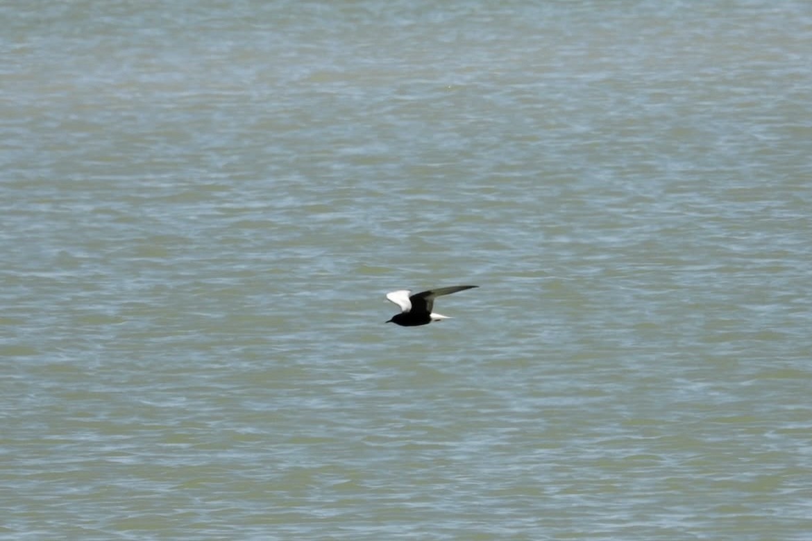 白翅黑燕鷗 - ML636879028