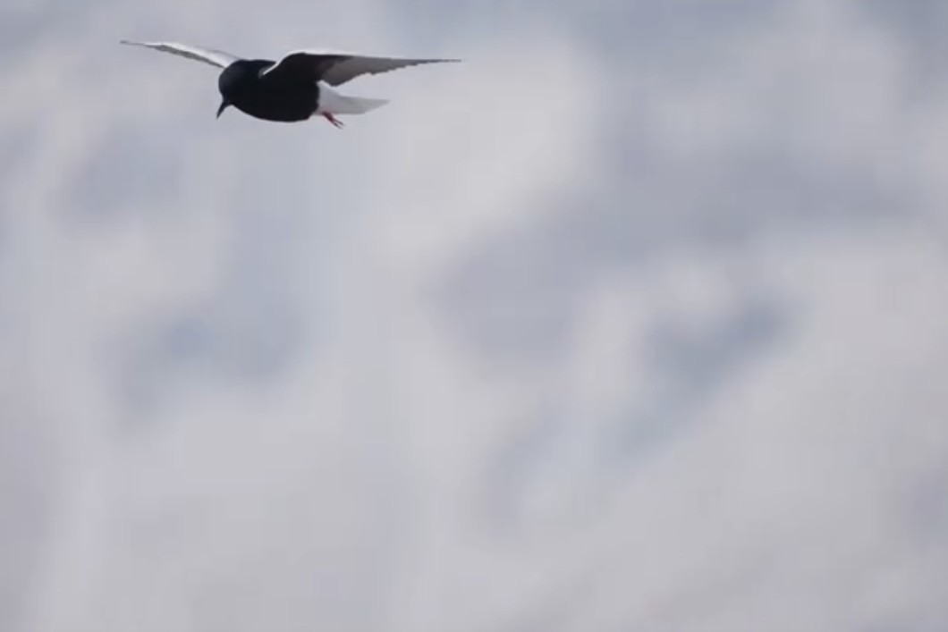 白翅黑燕鷗 - ML636879045