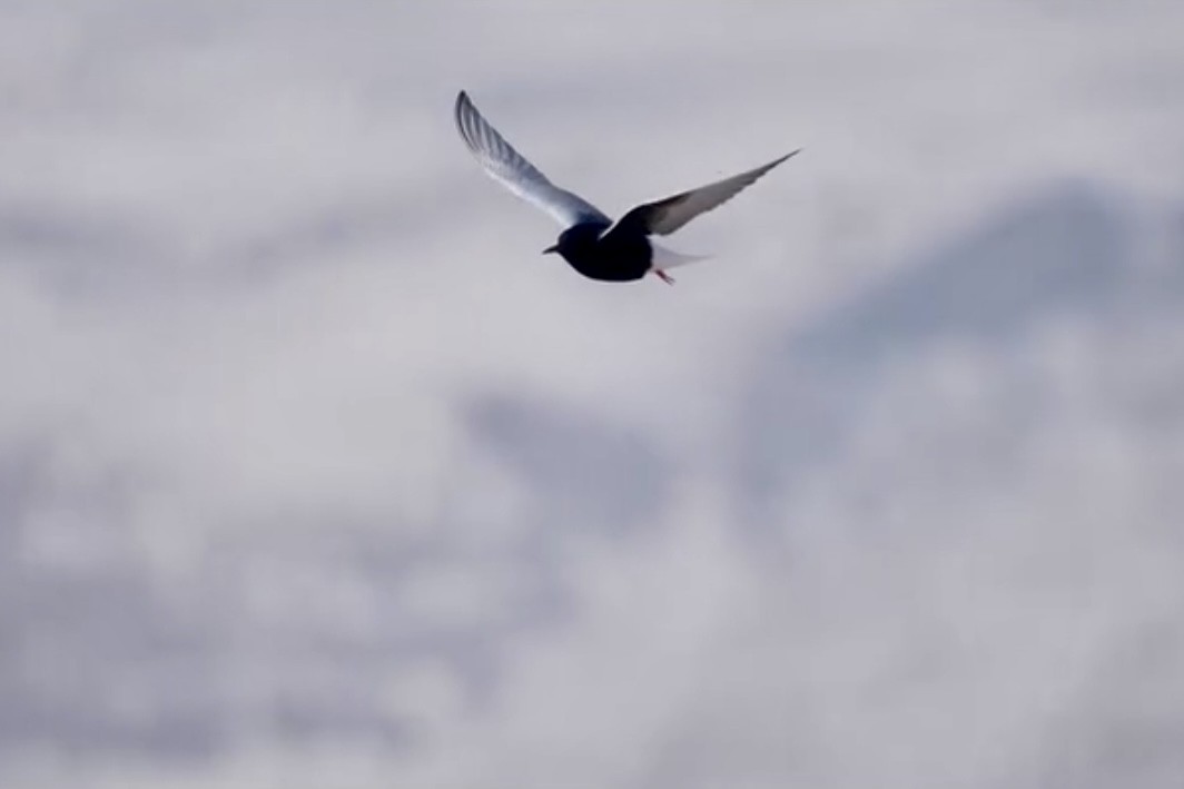 白翅黑燕鷗 - ML636879046