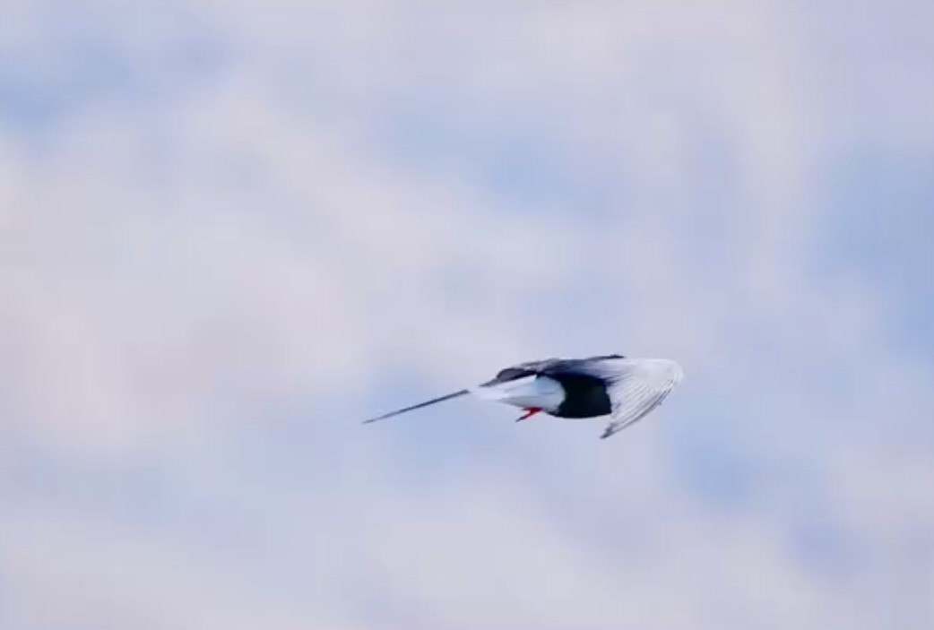 白翅黑燕鷗 - ML636879047