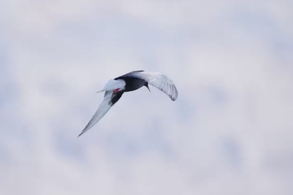 白翅黑燕鷗 - ML636879048