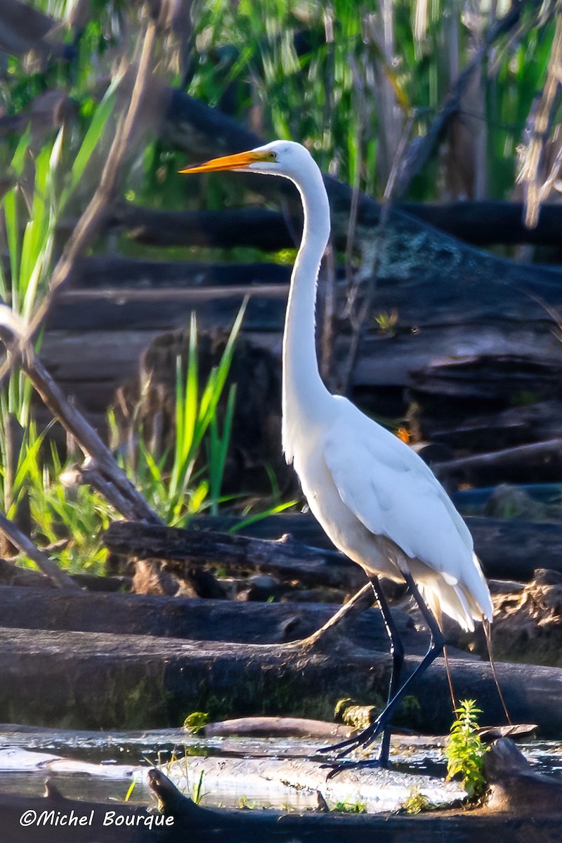 Great Egret - ML636879076