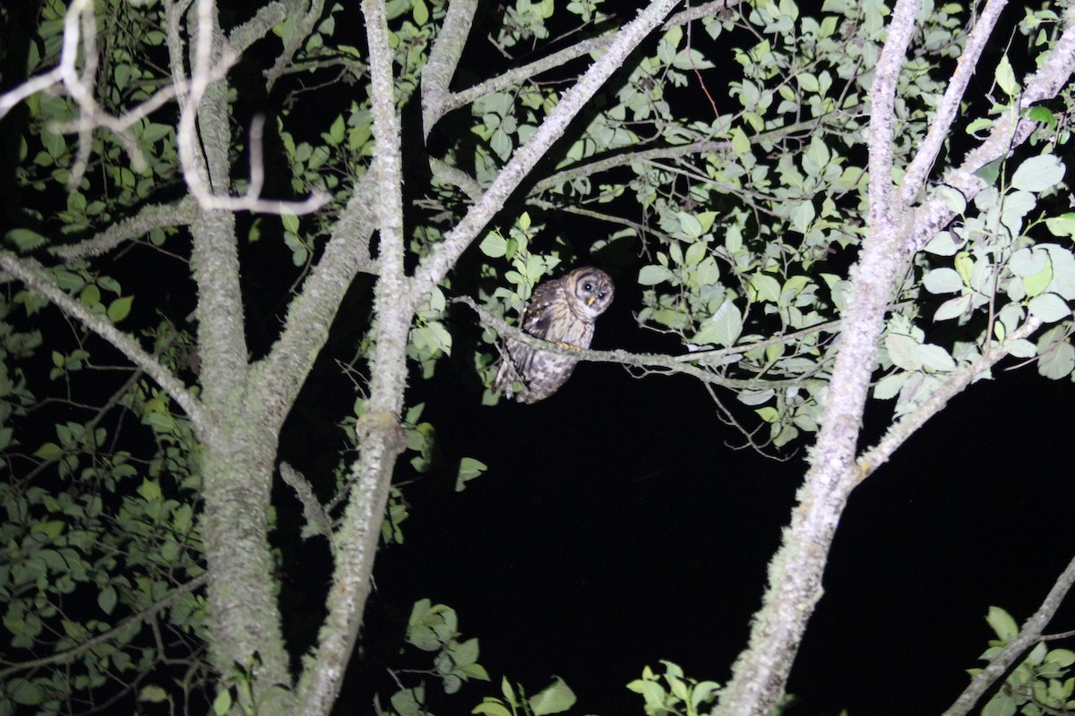 Fulvous Owl - ML636879113