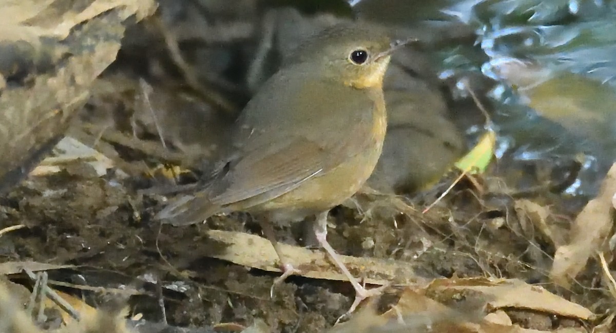 Indian Blue Robin - ML636879115
