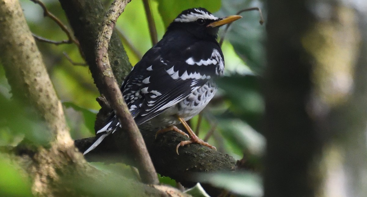 Pied Thrush - ML636879121