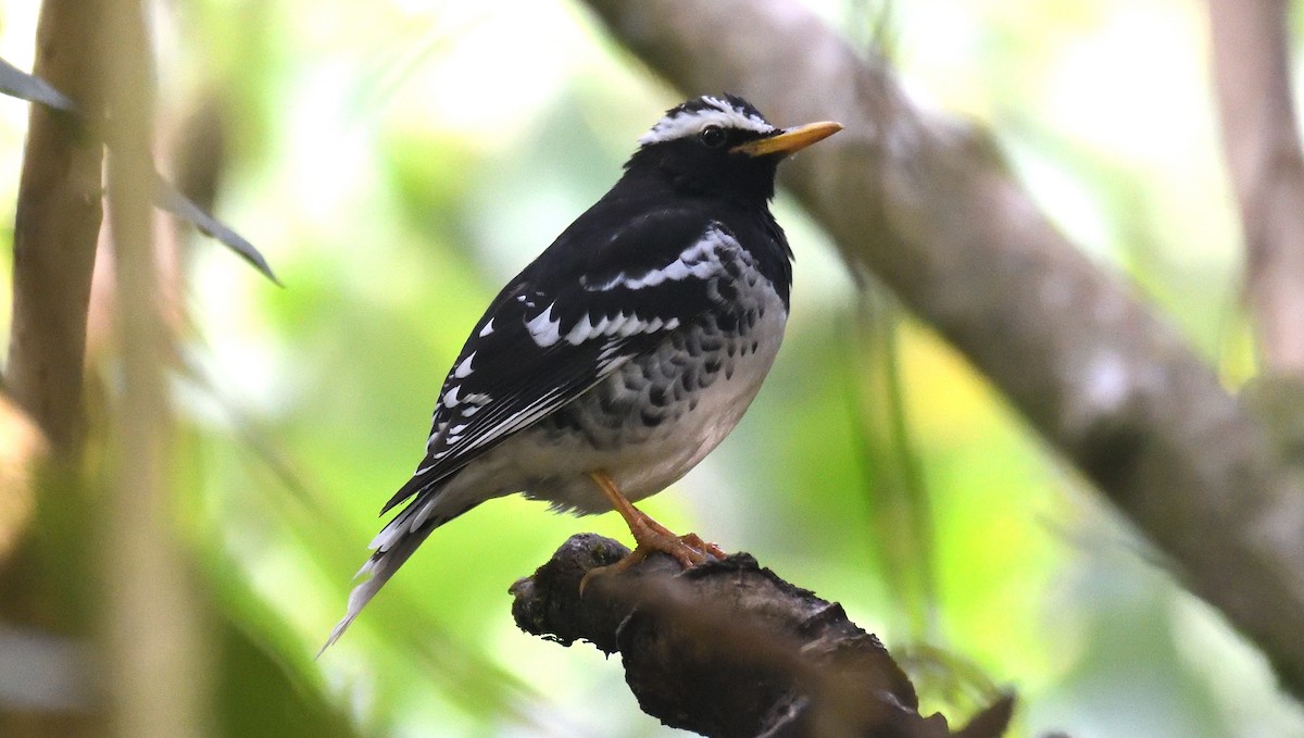 Pied Thrush - ML636879122