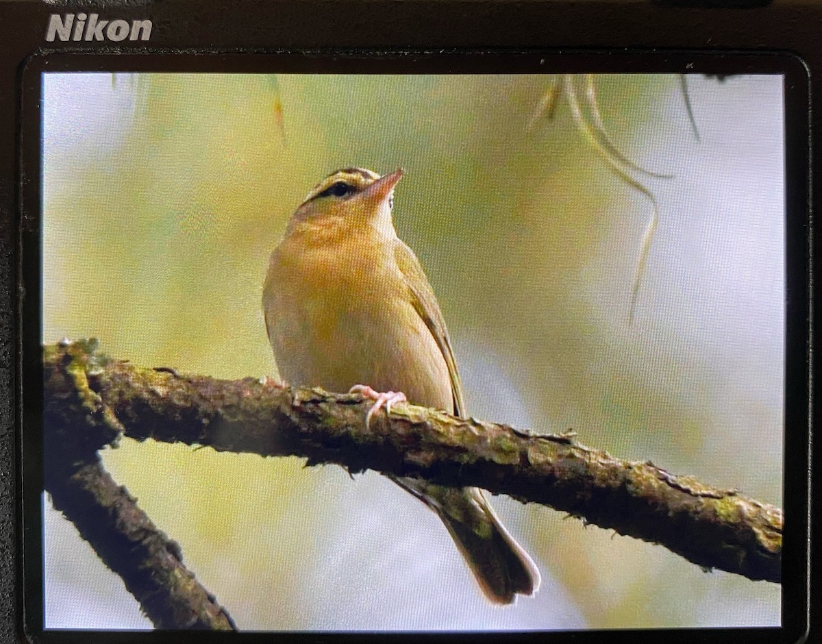 Worm-eating Warbler - ML636879125