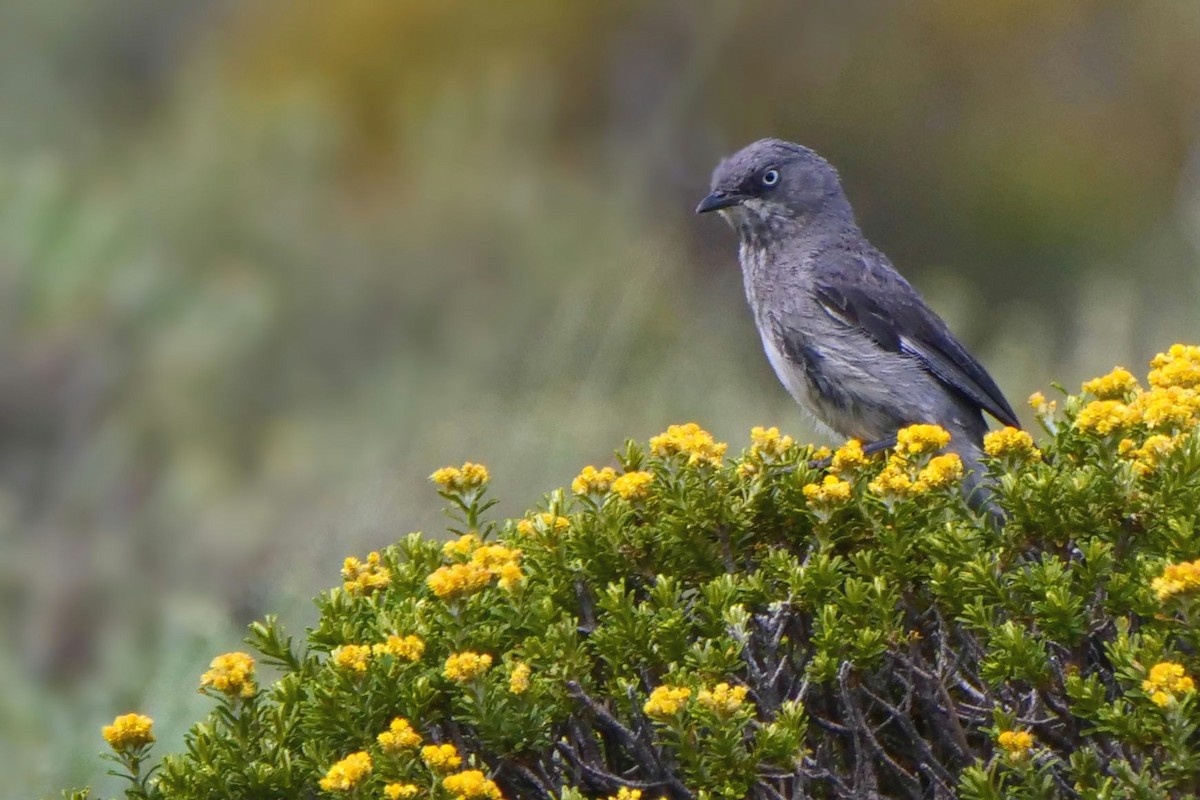 Layard's Warbler - ML636879158
