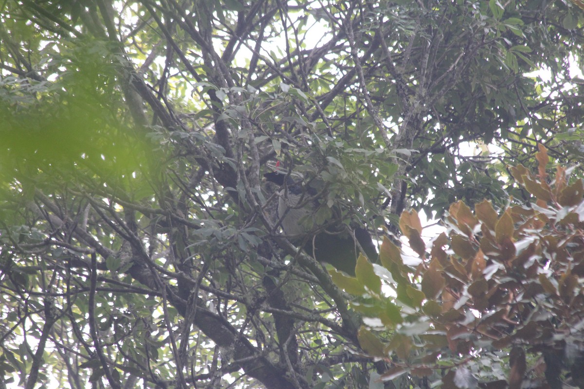 Horned Guan - ML636879160