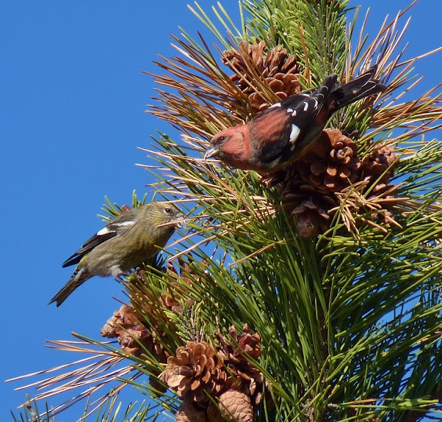 White-winged Crossbill - ML636879194