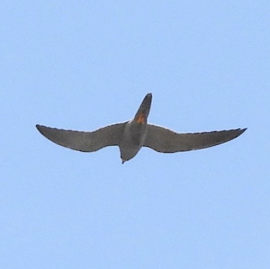 ostříž arabský - ML636879212