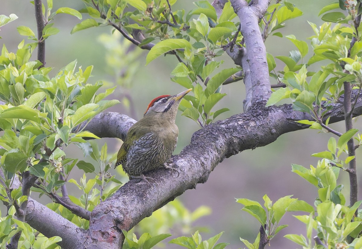 Scaly-bellied Woodpecker - ML636879277