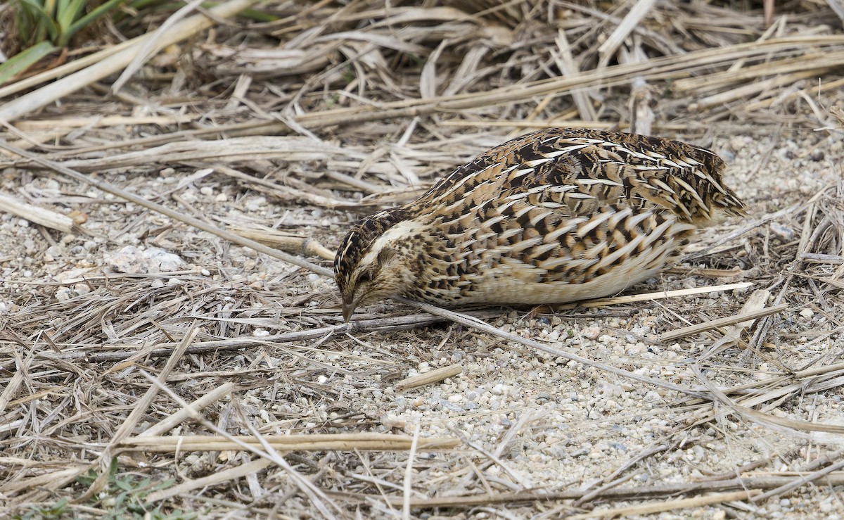 Japanese Quail - ML636879318