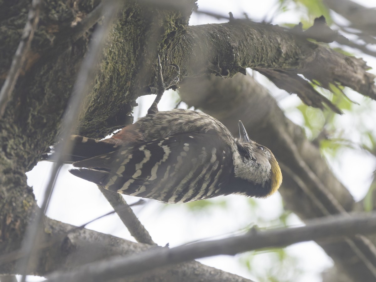 Brown-fronted Woodpecker - ML636879532