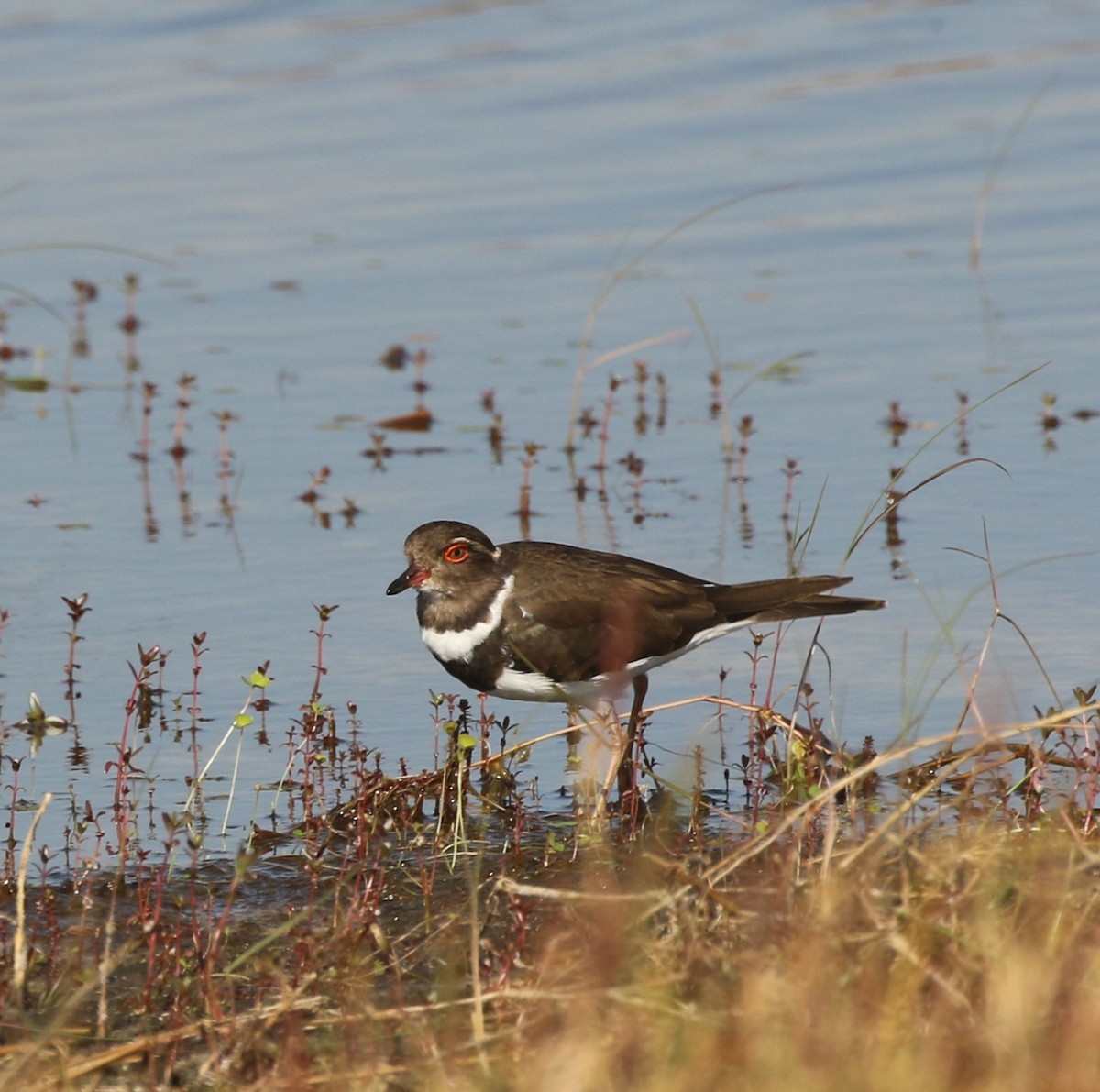 Forbes's Plover - ML636879573