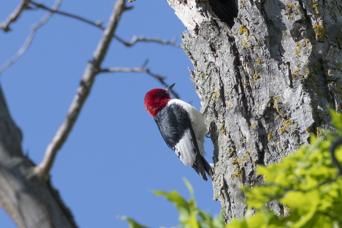 Red-headed Woodpecker - ML636879603