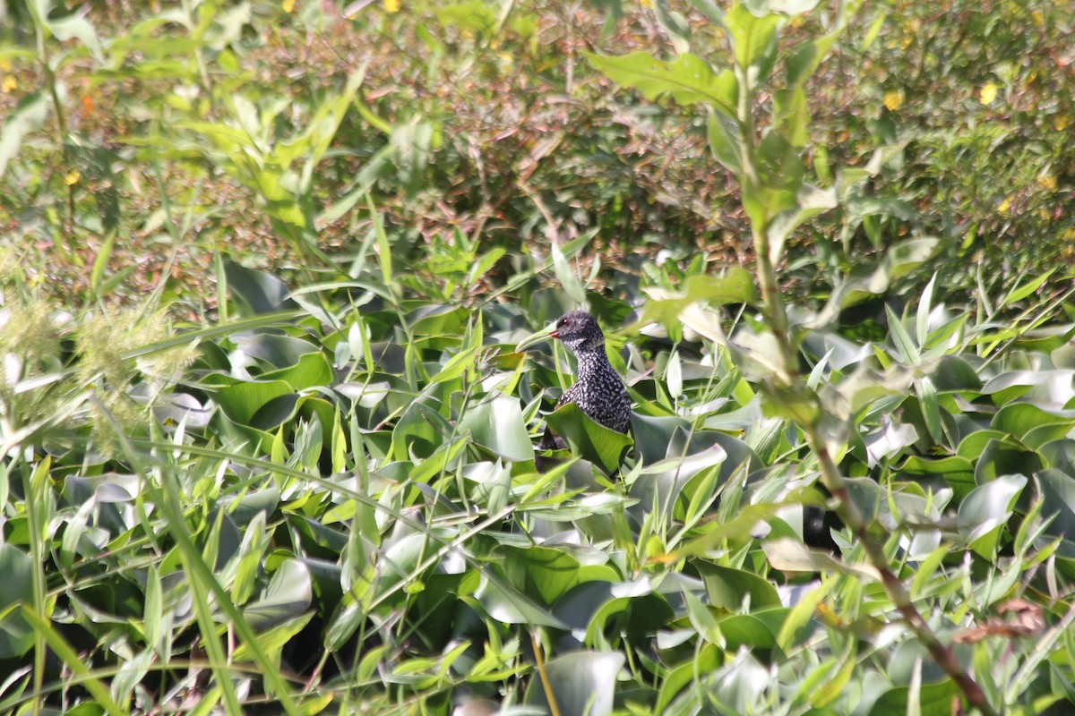 Spotted Rail - ML636879608