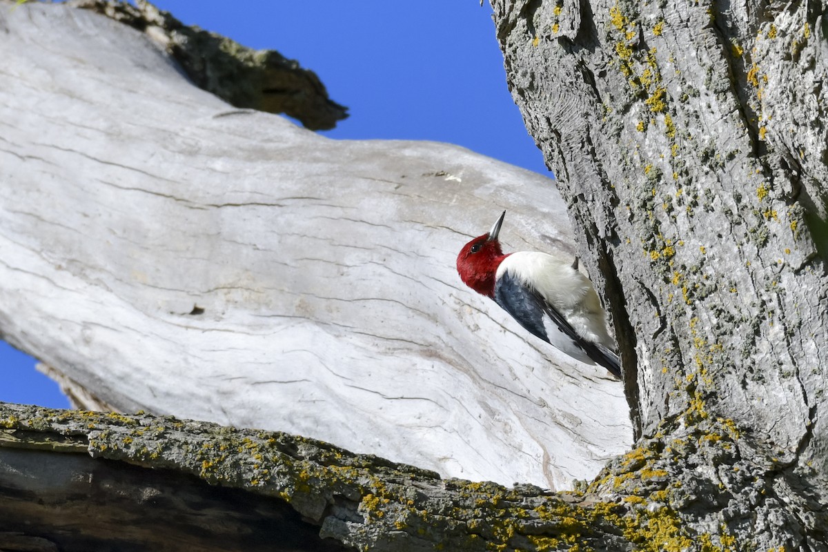 Red-headed Woodpecker - ML636879611