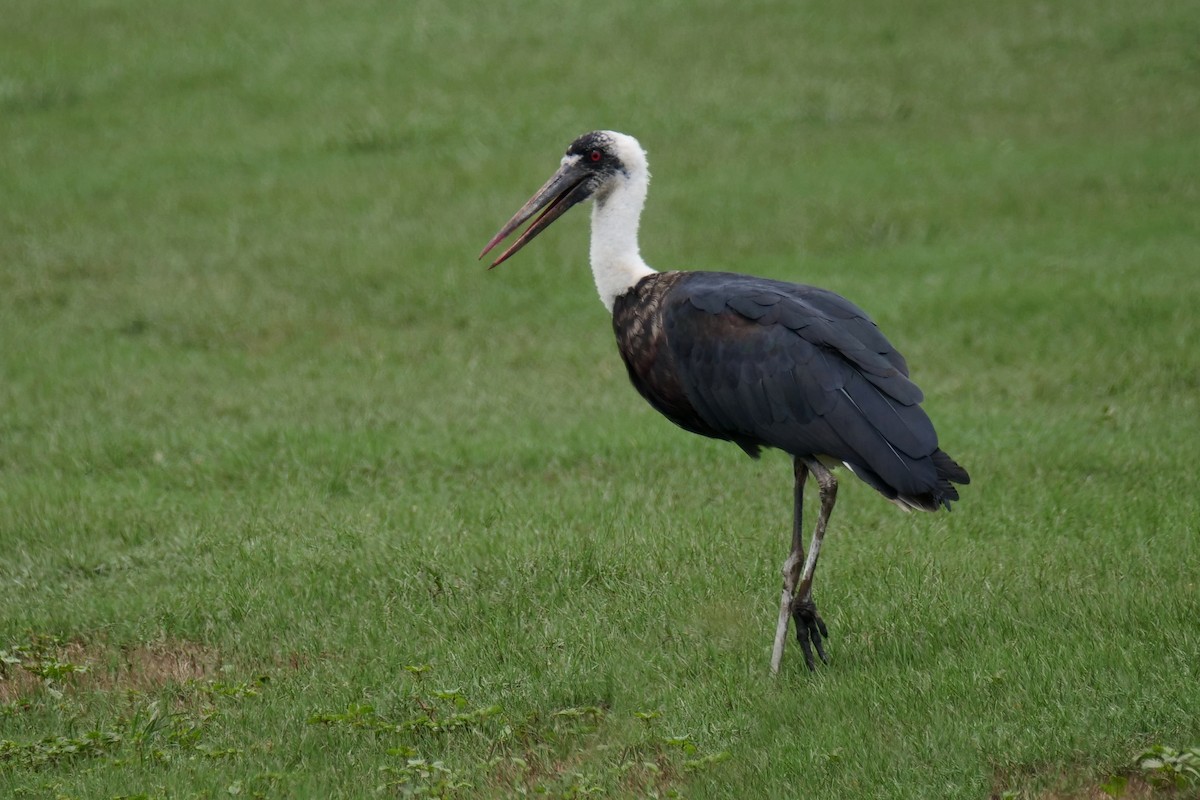 dunhalsstork - ML636879615